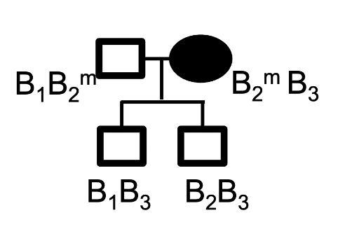 <p>B is a maternally imprinted gene. There are 3 known alleles for this gene, B1, B2 and B3.</p><p>Consider this family pedigree that shows both the genotype and disease state of each individual. Carrier status is not indicated. The methylation state is shown (m) for Gen I only.</p><p>Which is most likely the disease causing allele?</p><p>B1</p><p>B2</p><p>B3</p><p>cannot be determined with the information provided.</p>