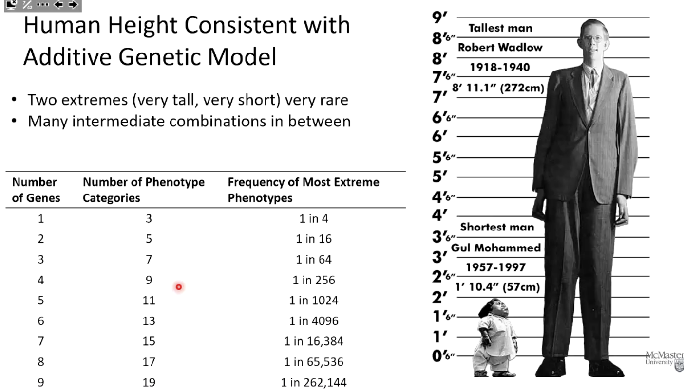 <p>Extreme heights are rare, while most people have intermediate heights due to the combined effect of multiple genes and environmental factors.</p>