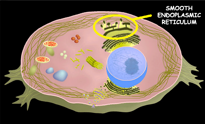 <p>Smooth Endoplasmic Reticulum </p>