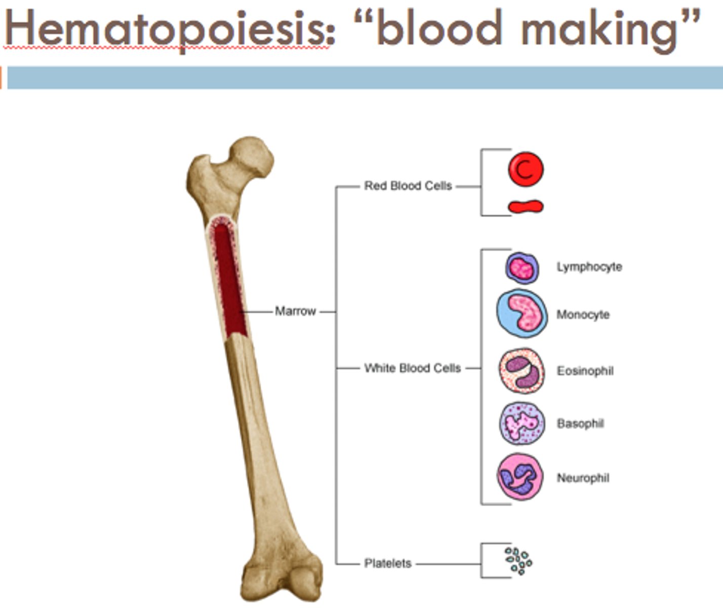 <p>production of blood in red bone marrow in adults</p><p>- In infants, it occurs in liver, thymus gland, spleen, lymph nodes</p>