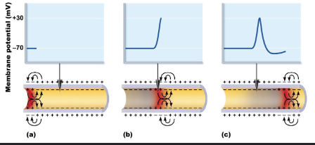 <ul><li><p>Na+ influx creates local current flow</p></li><li><p>positive ions (Na+ in) move toward adjacent negative regions, depolarizing them to threshold and opening voltage gated Na+ channels </p></li></ul><p></p>
