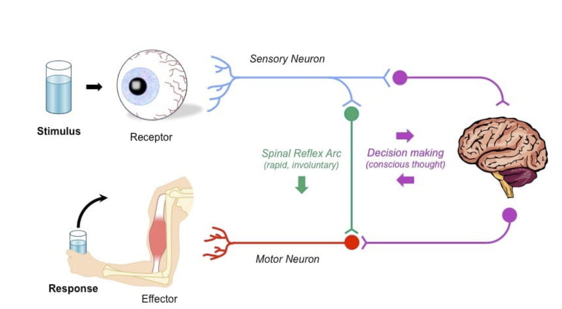<p><span style="font-family: &quot;Bubblegum Sans&quot;, cursive">Pick a stimulus and explain how information travels through the nervous system</span></p>