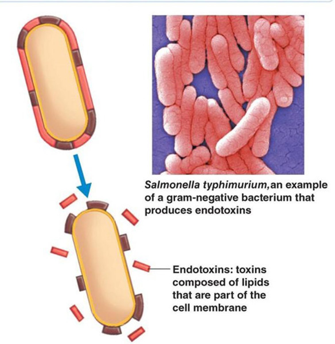 <p>outer membrane of G- bacteria.</p><p>when cell dies, lipopolysaccharides are released as lipid A.</p>