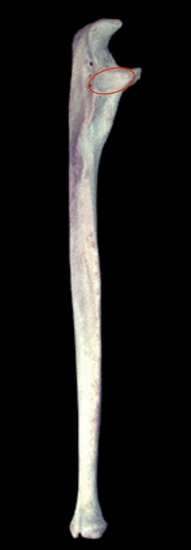 <p>What structure is this?</p>
