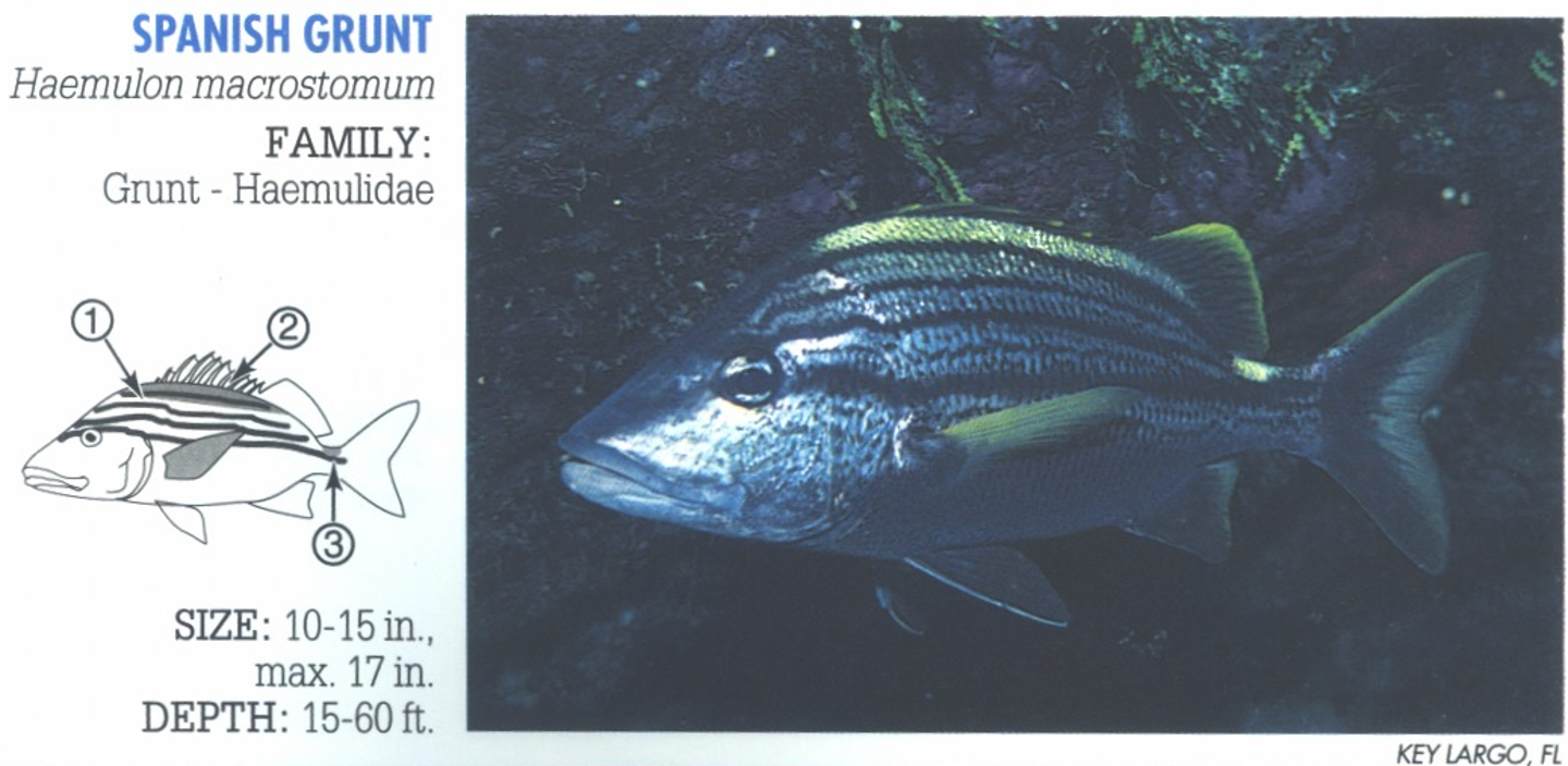 <p><span>1. Bold black stripes on upper body. 2. Yellow-green dorsal hump. 3. Yellow saddle or spot on base of tail.&nbsp;</span></p>