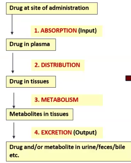 <ul><li><p>Absorption</p></li><li><p>Distribution</p></li><li><p>Metabolism</p></li><li><p>Excretion</p></li></ul><p></p>