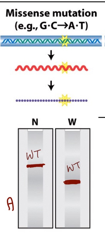 <p>Both northern and western blots look like wildtype because there has been no change to the amino acid, only to a single base in the RNA which does not dictate the amino acid. </p>