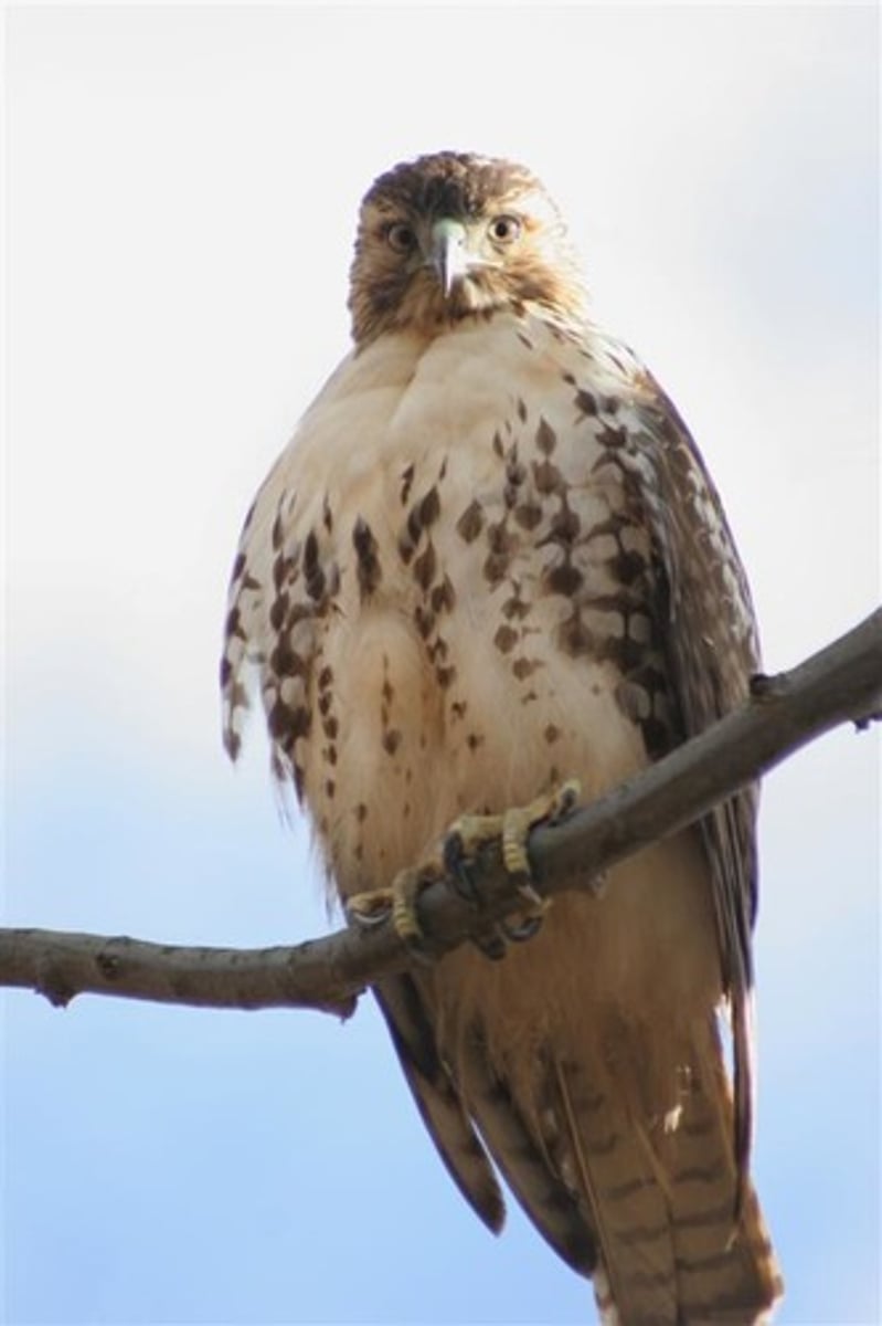 <p>Accipitriformes</p><p>Accipitridae</p>