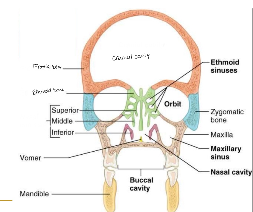 <p><br>label missing word on diagram</p>
