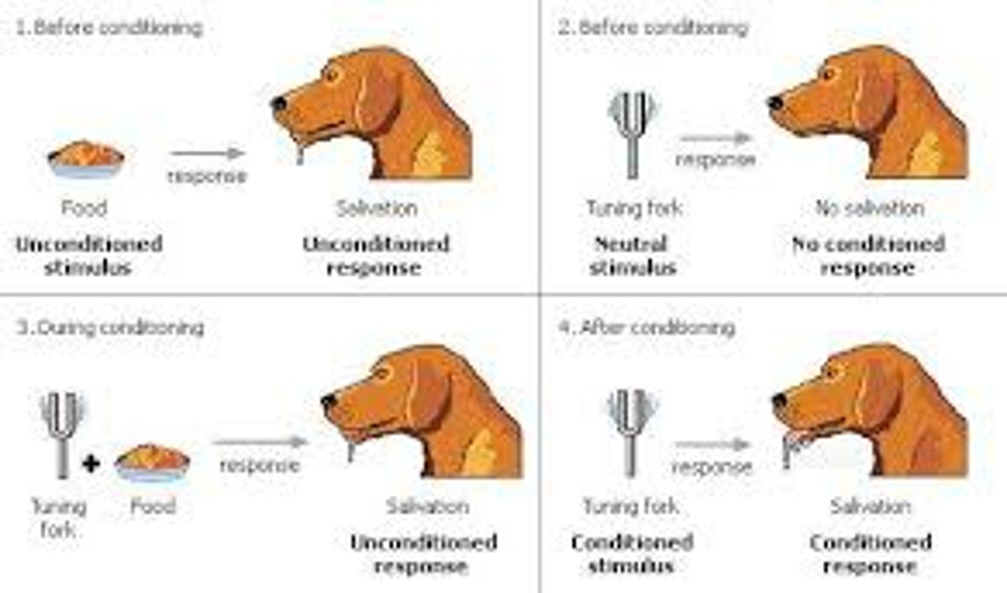 <p>A learning process that occurs when two stimuli are repeatedly paired; a response that is at first elicited by the second stimulus is eventually elicited by the first stimulus alone. For example, Pavlov's dogs salivated in response to a bell after it was repeatedly paired with food.</p>