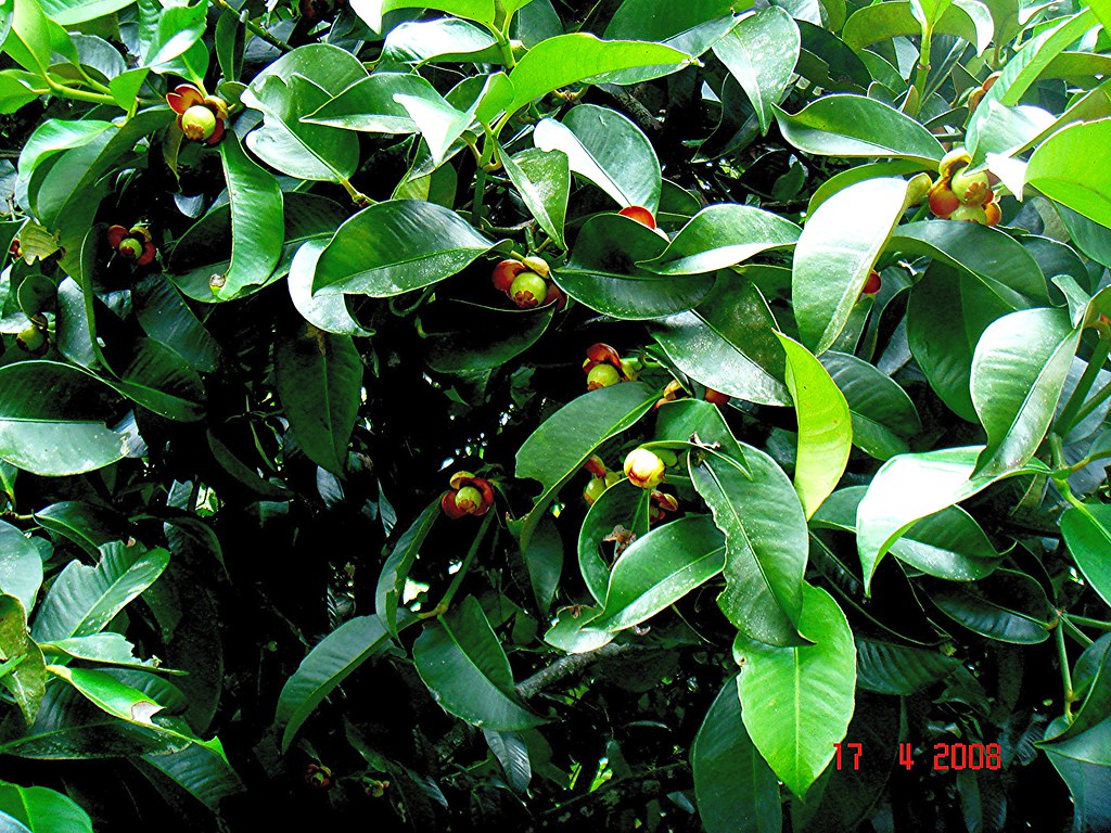 <p>Biological Origin:<strong> Garcinia mangostana L. (Clusiaceae)</strong></p><p>Common Name: <strong><u>Mangosteen</u></strong></p><p>Part used: <strong>Seeds</strong></p><p>Medicinal use:</p><p><strong>● Abdominal pain</strong></p><p><strong>● Diarrhea</strong></p><p><strong>● Chronic ulcer</strong></p><p>Secondary metabolites:</p><p><u>Bitter principle form the rinds?:</u></p><ul><li><p><strong><u>Mangostin</u></strong></p></li><li><p><strong><u>Xanthone</u></strong></p></li></ul>