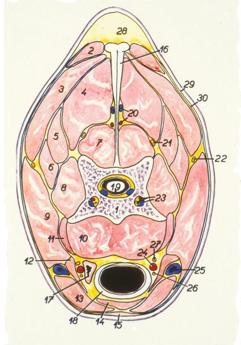 <p>write the number and structure of the deep ventral muscles of the horse</p>