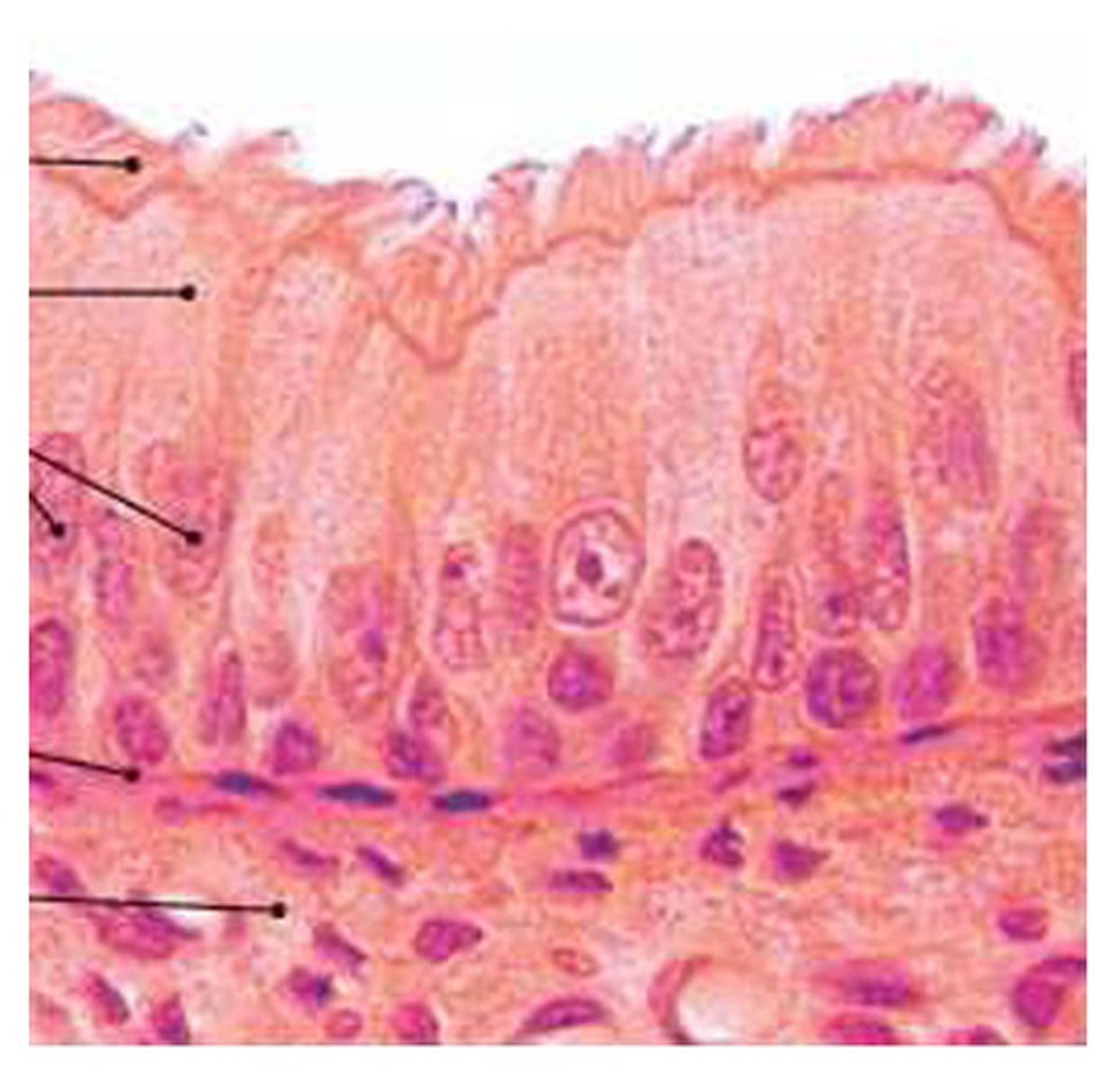 <p>single layer of different size cells, only some reaching the surface, containing cilia on apical surface</p><p>allows surface parallel transport and secretion of mucous</p><p>located to move substances along the surface of the epithelium without smooth muscle, e.g. trachea</p>