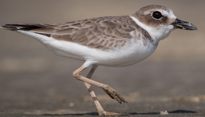 <p>What bird is this? </p>