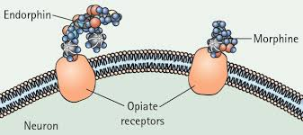 <p>The () of a molecule is determined by the positions of its atoms’ valence orbitals; determines how biological molecules recognize and () to one another with specificity; allow structures to self ().</p>