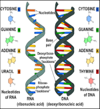 <ul><li><p>Originally proposed in 1963</p></li><li><p>As a cell ages, various changes occur naturally in its deoxyribonucleic acid (DNA) and ribonucleic acid(RNA), the building blocks of the cell.</p></li></ul>