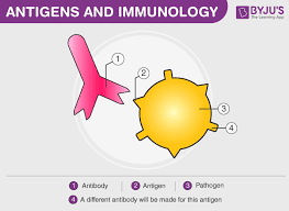 <p>What are antigens</p>