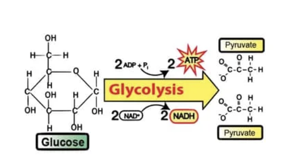 <p>Glycolysis</p>