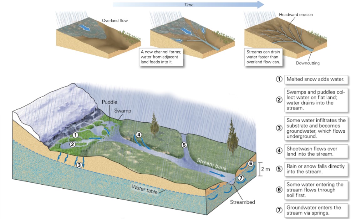 <ul><li><p>flows to areas of low elevation → creates channels</p></li><li><p>add to groundwater → river</p></li></ul>