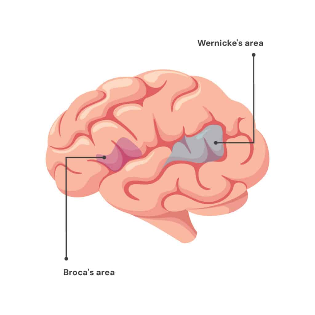 <p>speech production + articulation, in left frontal lobe, damage causes telegraphic speech</p>