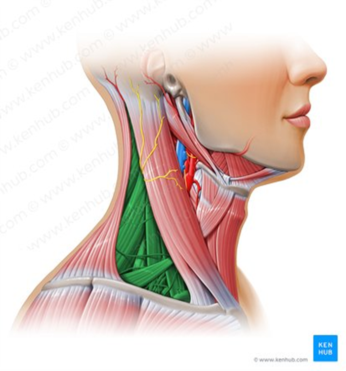<ul><li><p>borders = trapezius posteriorly, SCM anteriorly, clavicle inferiorly</p></li><li><p>further divided into occipital triangle and supraclavicular triangle</p></li></ul><p></p>