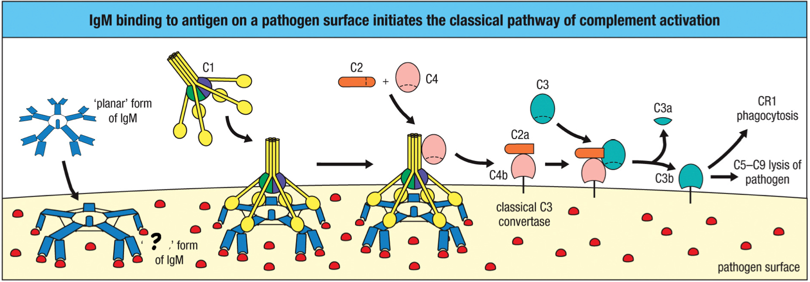 <p>Upon binding to a pathogen surface, IgM takes a __ conformation that exposes the C1q binding site in the Fc region</p>
