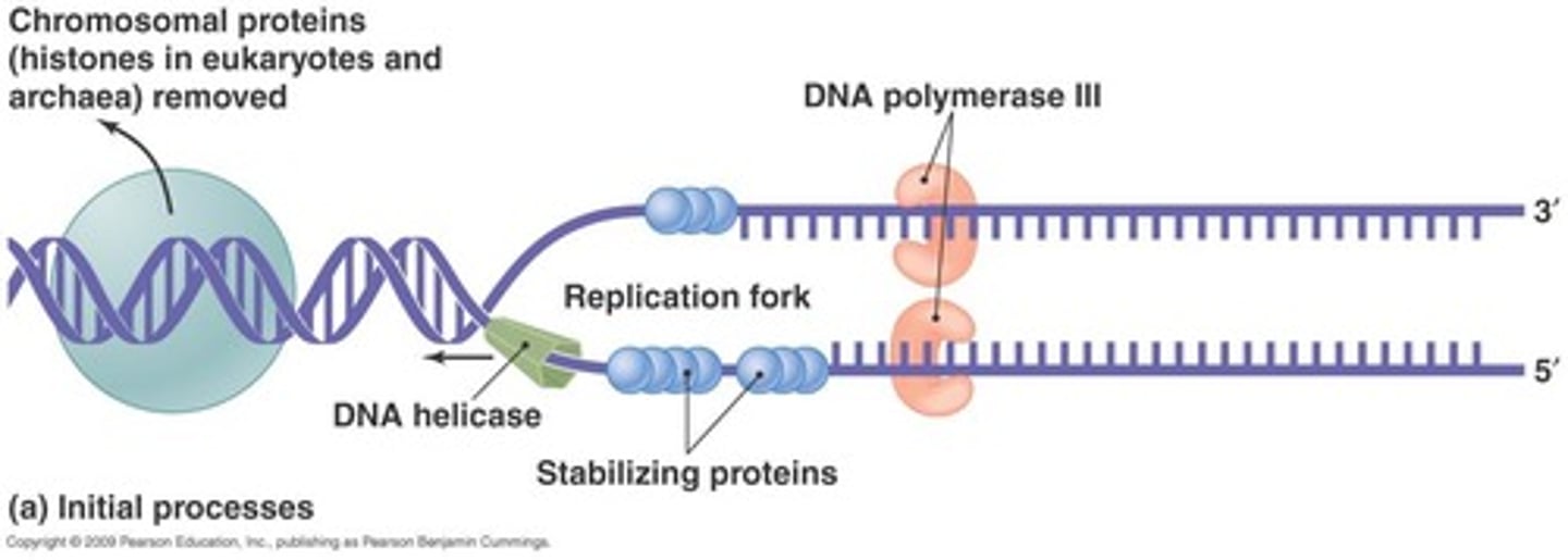 <p>An enzyme that synthesizes new DNA strands by adding nucleotides. (Replicates DNA only 5ʹ to 3ʹ)</p>