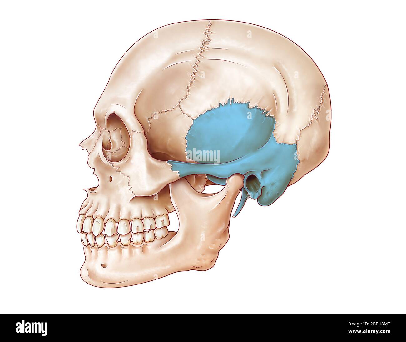 <p>meatus</p>