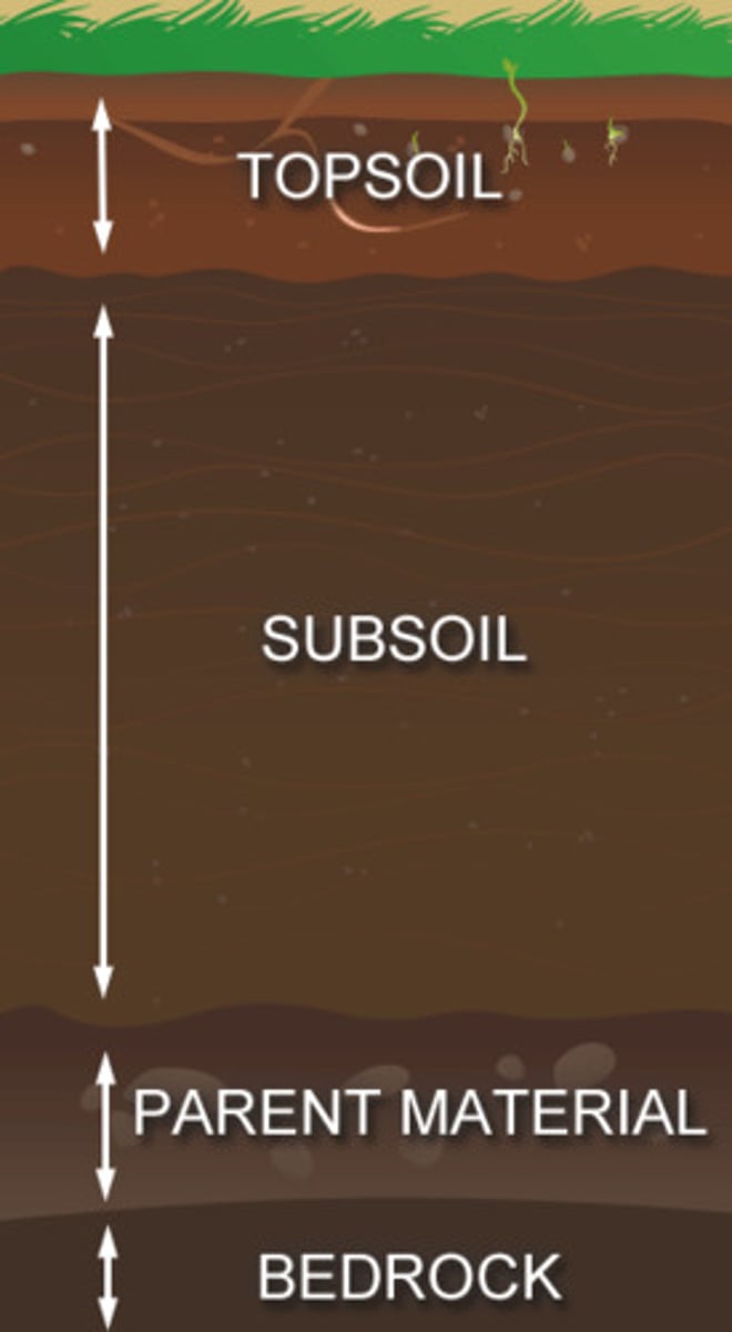 <p>The nutrient-rich upper layer of soil where most plant roots grow.</p>