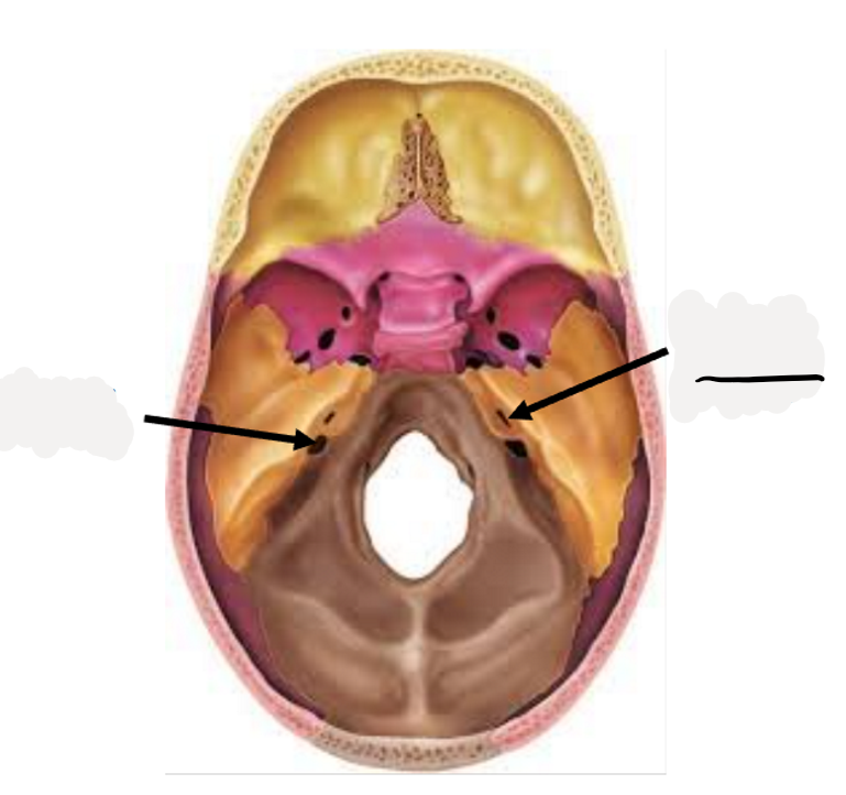 <p>Facial nerve (CN VII), and vestibulocochlear nerve (CN VIII)</p>