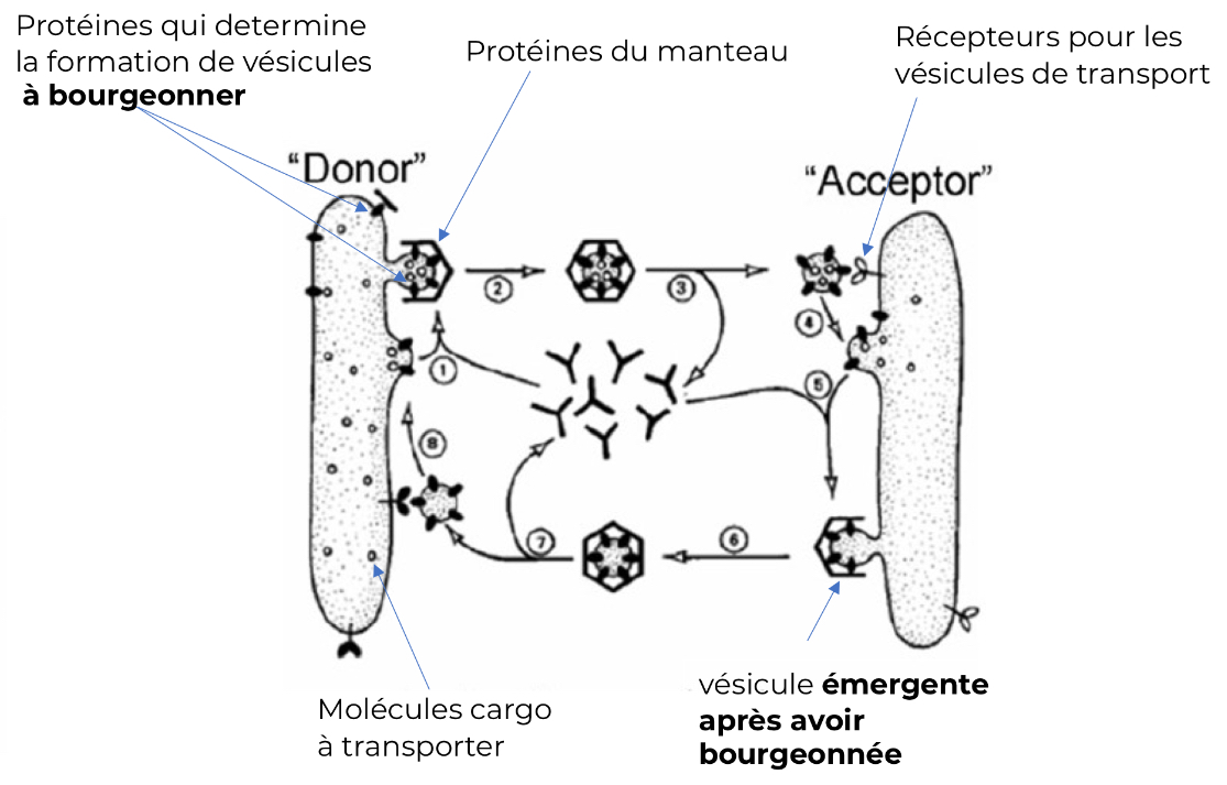 <p>Le trafic vésiculaire est un système de transport majeur entre les différents compartiments. Les molécules (principalement des protéines) sont transportées à l’intérieur de <span style="color: red;">vésicules délimitées par une bicouche lipidique.</span></p><p>Ces vésicules bourgeonnent de leur compartiment d’origine pour fusionner avec leur compartiment cible. Ce transport n’est pas aléatoire, mais plutôt strictement <u>régulé</u> et <u>directionnel</u>. La cargaison de la vésicule est identifiée par des molécules de surface spécifiques et la vésicule est adressée de manière extrêmement précise vers le compartiment approprié.</p><p>La séquence signal joue un rôle clé dans l’adressage des protéines vers leur compartiment cible.</p>