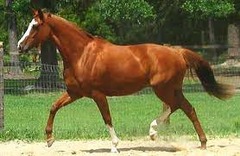 What horse breed?