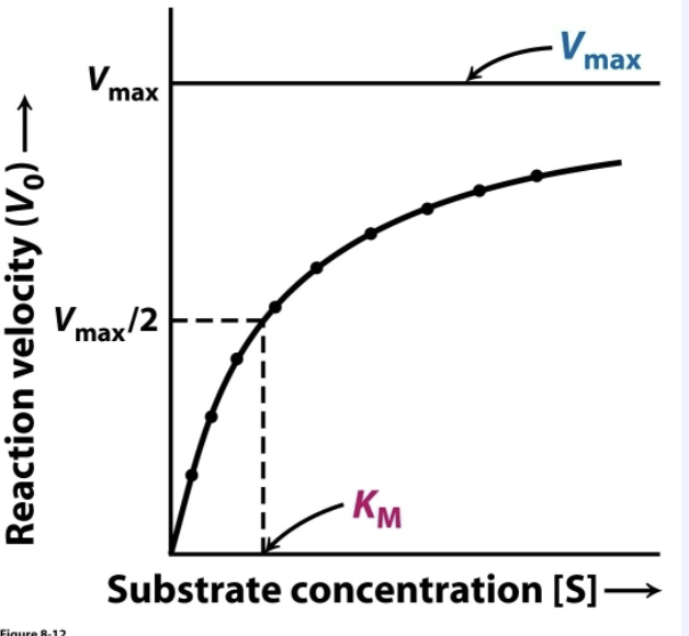 <p>An enzyme kinetic experiment:</p><ul><li><p>keep enzyme concentration constant</p></li><li><p>vary [S]</p></li><li><p>measure V<sub>o</sub> (P produced/sec)</p></li></ul><p>Plot data:</p><ul><li><p>asymptote=V<sub>max</sub></p></li><li><p>[S] that is ½ V<sub>max</sub> is K<sub>M</sub></p></li></ul><p></p>