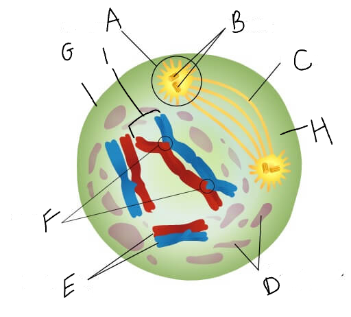 G (which phase is this?)