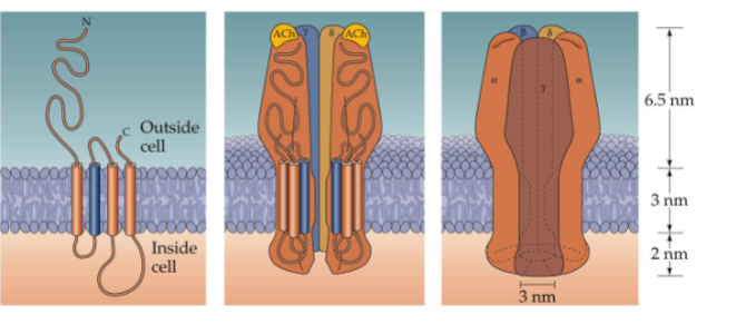 <p>Receptor is made of 5 subunits: 2α, β, γ, δ</p>