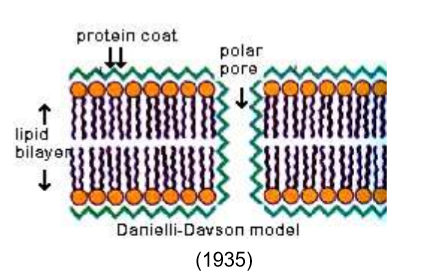 <p>The <em>Danielli-Davson</em> model was essentially the same, but they introduced a protein coat lining the lipid membrane and polar pores. People felt comfortable with it because it appeared to match microscopy and added rigidity to the membrane.</p>