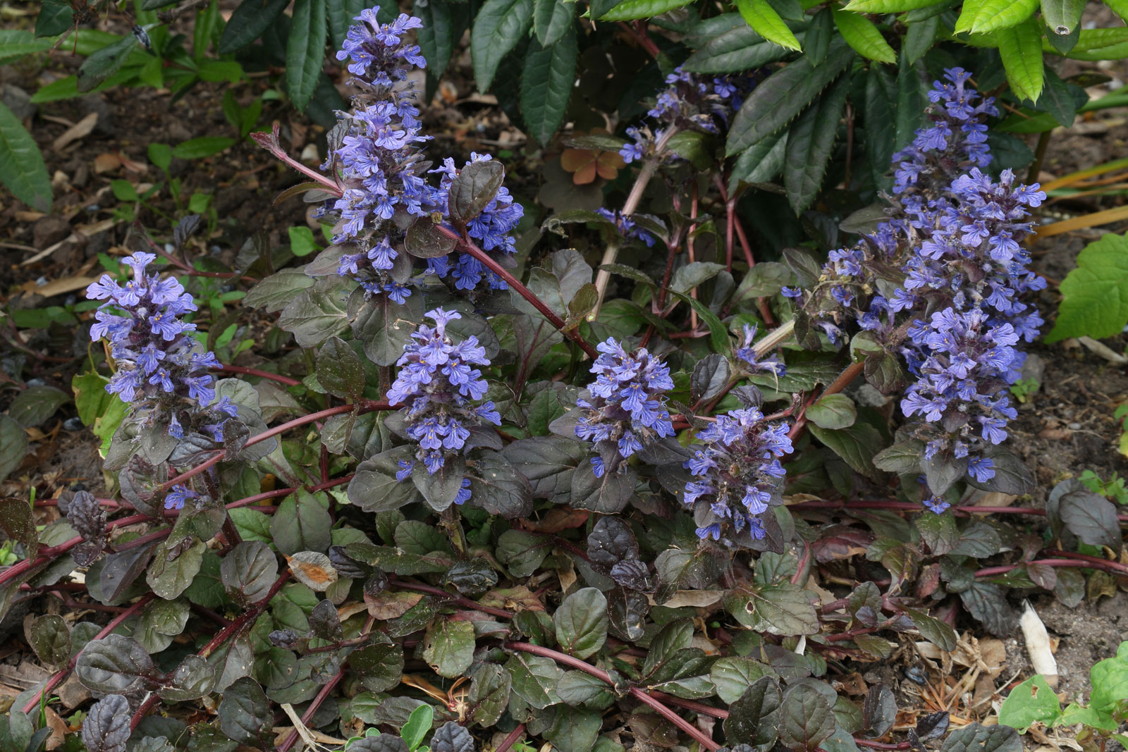 <p>bugleweed</p>
