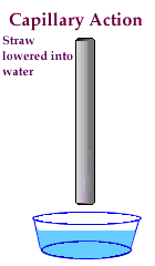 <p>Movement of water up a narrow tube</p>
