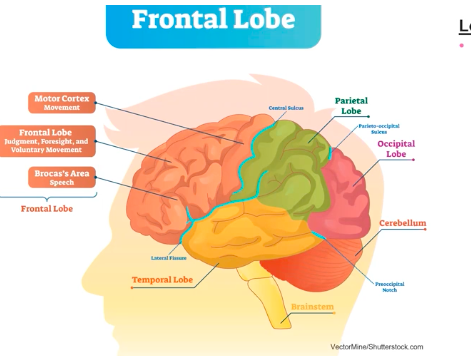 <p>frontal lobe</p>