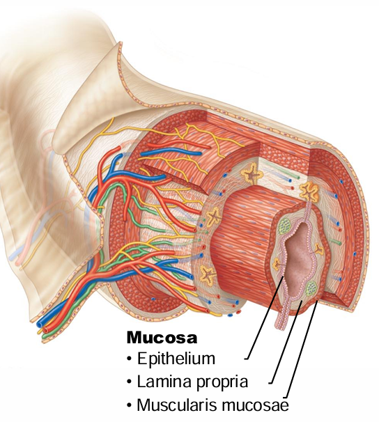 <p>Epithelium, lamina propria (areolar CT), muscularis mucosa</p>