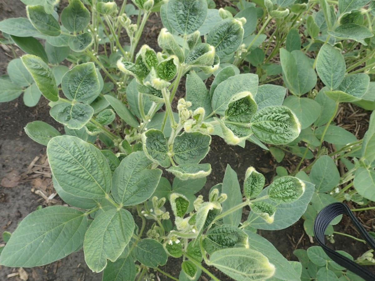 <p>his picture of a soybean is exhibiting typical herbicide damage symptoms of which herbicide?</p><p><span>Dicamba</span></p><p><span>Command or clomazone</span></p><p><span>Glyphosate or Round-Up</span></p><p><span>2,4-D</span></p>