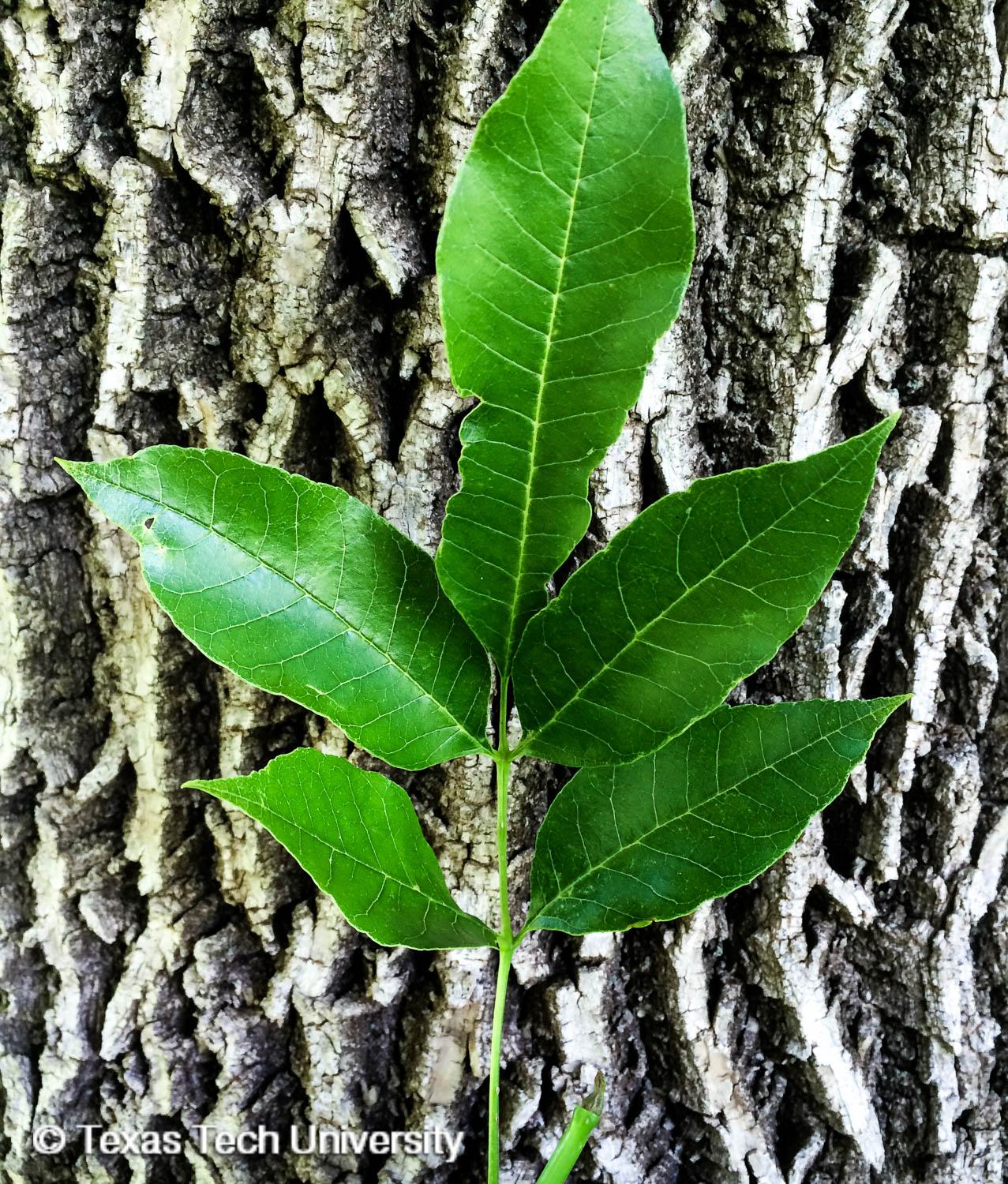 <p>Fraxinus Pennsylvanica</p>