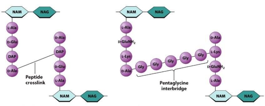 <p>NAM, small peptide chain, &amp; NAG. NAG attaches to NAM that has a hanging lactic acid which connects w/ a small peptide chain.</p><p>These crosslinks vary by species, as G+ have a <strong>pentaglycine inter-bridge</strong>, causing it to make a bigger cell wall compared to a G-, which only has a peptide crosslink.</p><p>Note: It is not just 1 layer of the cell wall. Cross links are connected to other layers so it is like cheese w/ holes.</p><p>Note: these proteins are not found in the cell b/c protein-degrading enzymes do not recognize DAP or de-AA in the cell wall, which allows it to stand up longer.</p>