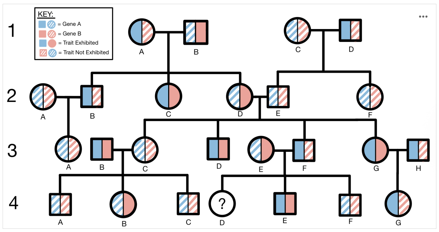 <p><span><span>Questions #1-3 refer to the following pedigree. This pedigree illustrates the inheritance pattern of two unrelated traits, Trait Blue and Trait Red, across four generations of one family. Trait Blue is one phenotype of the protein encoded by Gene A, while Trait Red is one phenotype of the protein encoded by Gene B. In this pedigree, squares represent males and circles represent females. Solid-colored shapes represent an individual who exhibits a trait and dashed lines represent an individual who does not exhibit the trait. Trait Blue is depicted on the left side of each shape while Trait Red is depicted on the right side of each shape.</span></span></p><p><span><span>What type of inheritance pattern does Trait Blue </span></span><em>most likely </em><span><span>follow?</span></span></p><p>Option A: Autosomal dominant</p><p>Option B: Autosomal recessive</p><p>Option C: Sex-linked dominant</p><p>Option D: Sex-linked recessive</p>