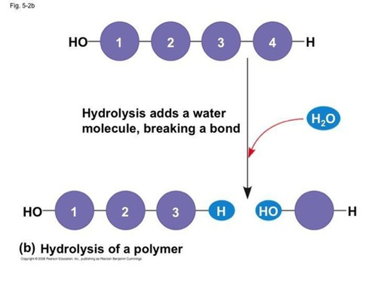 <p>Hydrolysis is the addition of water to break bonds between monomers, resulting in smaller molecules.</p>
