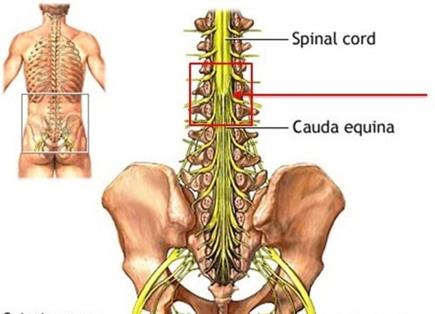 <p>Inferior end of actual spinal cord</p><p>ends at L1 vertebra in adults, and L4 in kids</p>