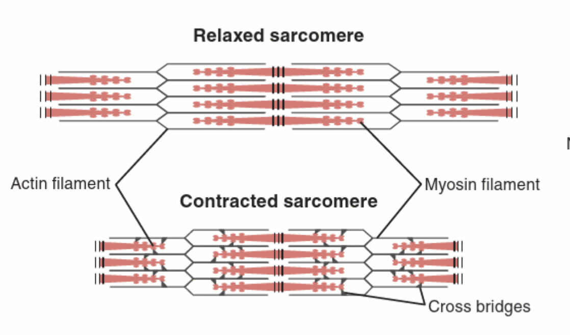 <p>Binding, sliding, binding, sliding</p><ul><li><p>Myosin heads pull the actin filament inward, shortening the sarcomere→ actin slides on myosin</p></li><li><p>action potential reaches NM junction and triggers release of ACH→ causes release of calcium from sarcoplasmic reticulum</p></li><li><p>Calcium binds with troponin on actin→ troponin rotates tropomyosin to expose site for myosin heads to attach</p></li></ul><p></p>