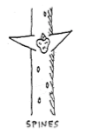 <p>Spines</p>