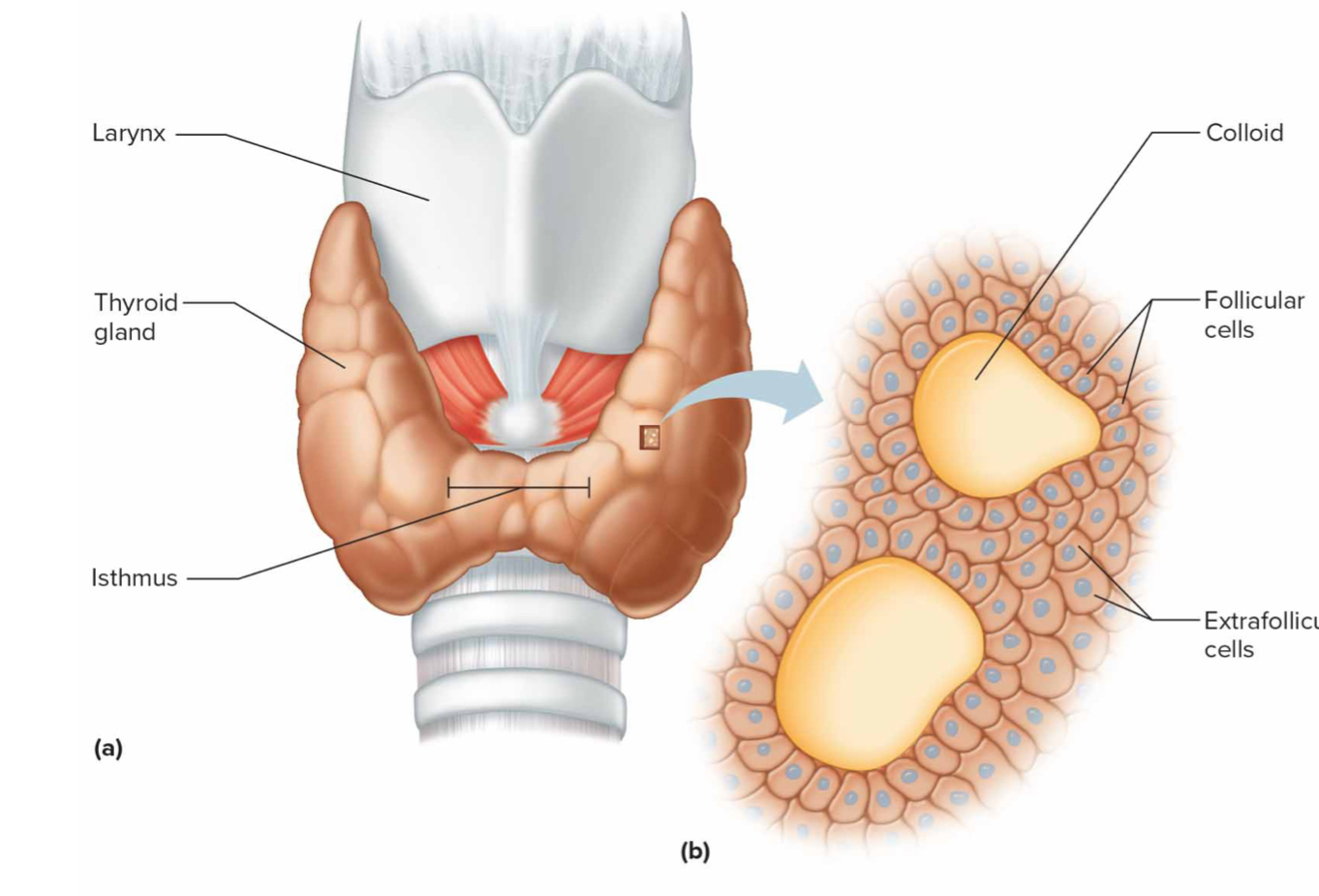 <p>Hormones: thyroid hormones</p><p>T3- triiodoththyronine: same as T4 just more potent</p><p>T4- thyroxine: increases energy rate, increases rate of protein synthesis, accelerates growth,</p><p>calcitonin- Lowers blood calcium and phosphate ion concentration</p><p>         *has special ability to remove iodine from blood</p>