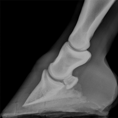 <p>Navicular is small bone in back</p><p>Pedal bone (Coffing bone) is large bone in front </p>